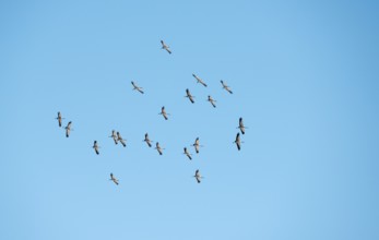 A flock of cranes (Grus grus) or grey crane or Eurasian crane circling in the updraft in front of a