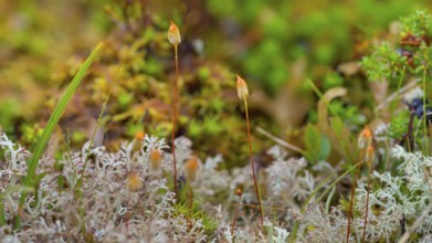 Golden lady's hair moss (Polytrichum commune), Golden lady's hair moss (Polytrichum commune), Hair