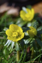 Winter aconites (Eranthis hyemalis), January, Saxony, Germany, Europe