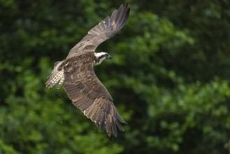 Western osprey (Pandion haliaetus) hunting, Aviemore, Scotland, Great Britain