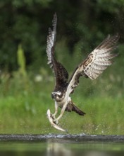 Western osprey (Pandion haliaetus) hunting, Aviemore, Scotland, Great Britain