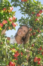 Young attractive blonde smiling woman picking apple in Scania fruit district, Kivik, Österlen,