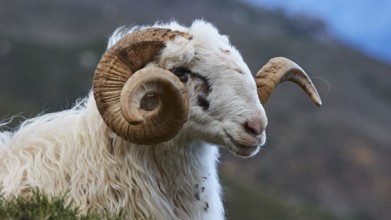 Side view of a sheep with large, spiral horns in a natural environment, Kallikratis, Kallikratis