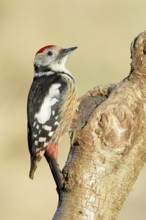 Middle Spotted Woodpecker (Dendrocopos medius) sitting on a branch, Animals, Birds, Woodpeckers,