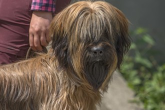 Portrait of a Briard, French dog breed, Mecklenburg-Vorpommern, Germany, Europe