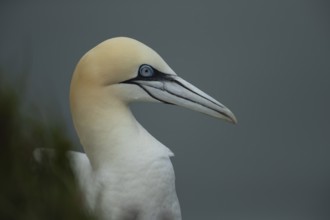 Northern gannet (Morus bassanus) adult bird head portrait, Yorkshire, England, United Kingdom,