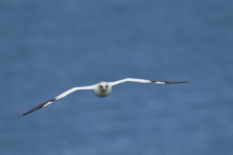 Northern gannet (Morus bassanus) adult bird in flight, Yorkshire, England, United Kingdom, Europe