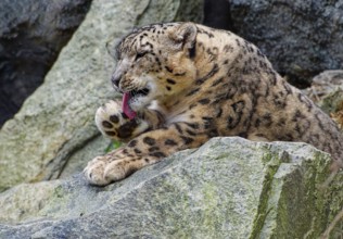 Snow leopard (Panthera uncia), adult, grooming, animal portrait, captive, Germany, Europe