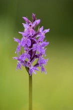 Western marsh orchid (Dactylorhiza majalis), inflorescence, close-up, Allgäu Alps, Allgäu, Bavaria,