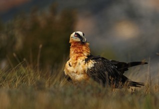 Old bearded vulture (Gypaetus barbatus), Catalonia, Pyrenees, Spain, Europe