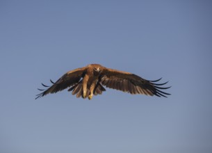 Juvenile Iberian Eagle approaching, Spanish Imperial Eagle (Aquila adalberti), Extremadura,