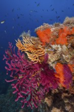 A blaze of colour in the Mediterranean: violescent sea-whip (Paramuricea clavata) with open polyps,