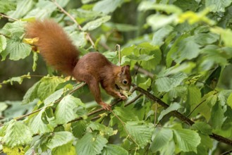 Eurasian squirrel (Sciurus vulgaris) eating a hazelnut, hazel (Corylus avellana), on branch in