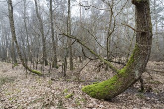 Birch bog forest, birch bog forest, bog birch (Betula pubescens), in the foreground a curved