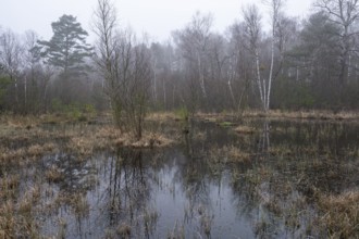 Fens, Vogelmoor nature reserve, Lower Saxony, Germany, Europe