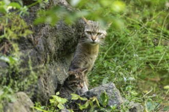 An adult cat and a kitten by a rock in the forest, wild cat (Felis silvestris), kittens, Germany,