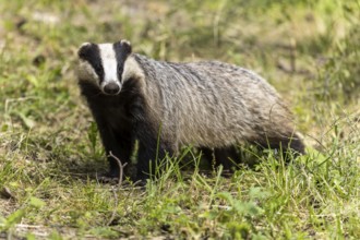 A badger standing upright in a green meadow on a sunny day, european badger (Meles meles), Germany,