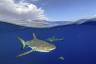 Half-and-half shot half-and-half shot of Grey reef shark (Carcharhinus amblyrhynchos) swimming just