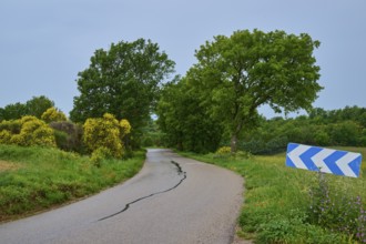 Rural road with bend in green, overgrown surroundings, two large trees and a bend sign, summer,