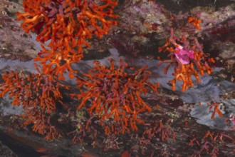 Bright orange teardrop coral (Myriapora truncata) on a rocky underwater bottom. Dive site Port Cros