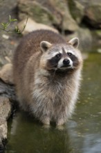 Raccoon (Procyon lotor) stands in the water and looks attentively, Germany, Europe