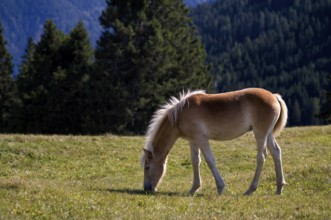 Haflinger horses, foal (Equus ferus caballus) on the pasture, mountain meadow, Vigiljoch near Lana,