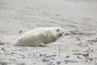 Grey seal (Halichoerus grypus), pup lying on the beach, Heligoland, dune, North Sea, island,