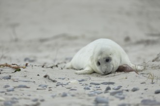 Grey seal (Halichoerus grypus), pup lying on the beach, Heligoland, dune, North Sea, island,