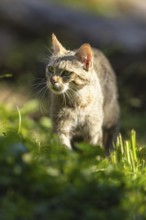 A wildcat moves through green grass in the sunlight, Wildcat (Felis silvestris), Germany, Europe