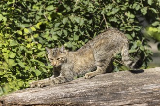 A wildcat stretching on a tree trunk in a green, wooded environment, Wildcat (Felis silvestris),