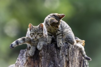 Two kittens sitting together on a tree stump in front of a green background, wildcat (Felis