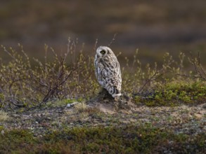 Short-eared owl (Asio flammeus) sitting on the ground resting, in the tundra, May, Varanger