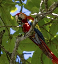 Scarlet macaws (Ara macao) in bengal almond (Terminalia catappa), Puntarenas province, Costa Rica,