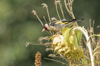 European goldfinch (Carduelis carduelis), also known as goldfinch, sitting on a faded sunflower,