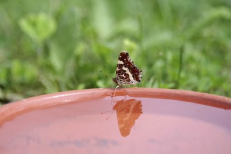 Map butterfly (Araschnia levana), butterfly, reflection, water, The butterfly is reflected in the