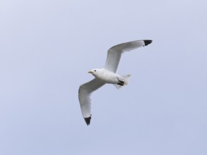 Black-legged kittiwake (Rissa tridactyla), adult bird in flight, May, Varanger Fjord, Norway,