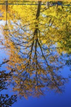 Deciduous tree with autumnal colours reflected in the pond, Burggarten, Vienna, Austria, Europe