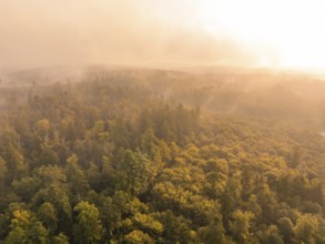 Dense forest in early morning light with wafts of mist and golden illumination, Gechingen, Black