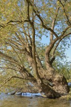 Willows (Salix) with autumn leaves on the lakeshore, blue sky, Möhnetalsperre, North