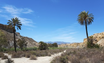 Desert-like scene with two tall palm trees, sandy hills and dense bushes under a clear blue sky,