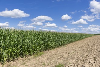 Symbolic image, renewable energies, maize plants, biogas plant, feed maize, maize cobs, clouds,