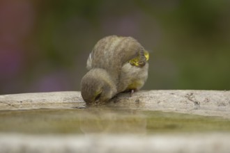 European greenfinch (Chloris chloris) adult bird drinking water from a garden bird bath in the