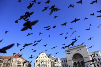 Banat, Timisoara, Timisoara, Old Town, Birds flying over the Piata Operi, Romania, Europe