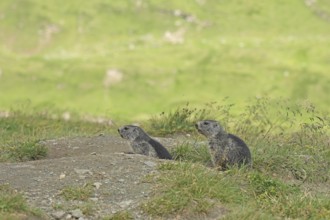 Marmot (Marmota), Grossglockner High Alpine Road, Salzburger Land, Austria, Europe