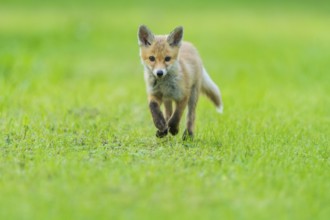 Red fox (Vulpes vulpes), young fox running across a meadow, summer, Hesse, Germany, Europe