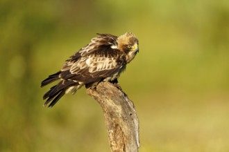 A falcon with fluffed up up feathers sits on a branch, the background is blurred