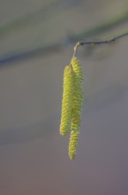 Close-up with male flower catkins of the common hazel (Corylus avellana), landscape format, nature,