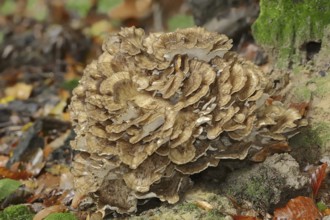 Maitake (Grifola frondosa), North Rhine-Westphalia, Germany, Europe