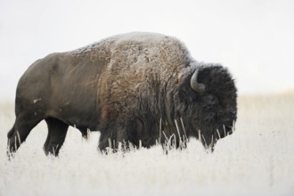 American bison (Bos bison, Bison bison), male, Yellowstone National Park, Wyoming, USA, North