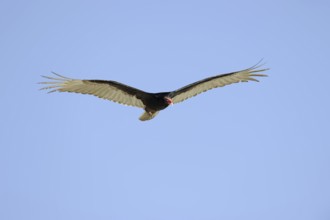 Turkey vulture (Cathartes aura), flying, Everglades National Park, Florida, USA, North America